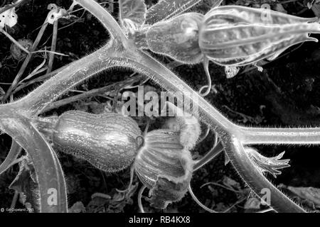 Black and white photograph of a butternut Squash plant showing in detail all the shape texture and structure of the plant including two small squashes