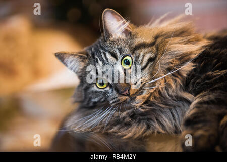 Norwegian forest fluffy cat portrait inside interior Stock Photo