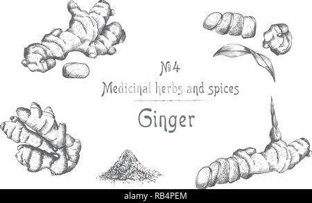 Set hand drawn of Ginger roots, lives and flowers in black color isolated on white background. Retro vintage graphic design. botanical sketch drawing, engraving style Stock Vector