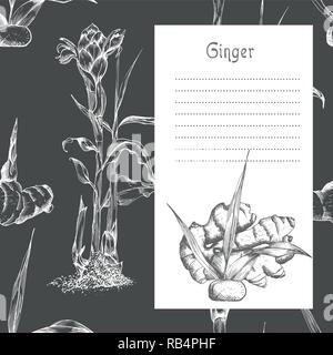 Set hand drawn of Ginger roots, lives and flowers in white chalk color isolated on black board background. Retro vintage graphic design. botanical sketch drawing, engraving style Stock Vector