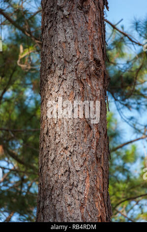 Close up Kesiya Pine tree soft light blur background, Pinus kesiya Royle ex Gordon Stock Photo