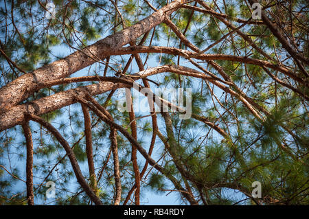 Close up Kesiya Pine tree branch at top mountain with blue sky background Stock Photo