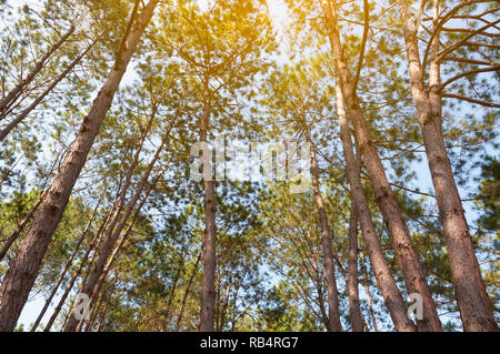 Close up Kesiya Pine tree branch at top mountain with blue sky background Stock Photo
