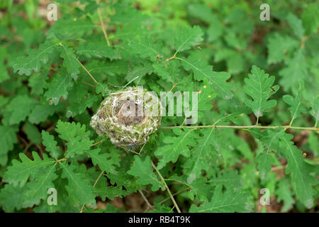 Small nest in the leaves of the oak tree Stock Photo