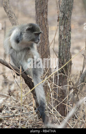 HEARTWARMING pictures and video footage have captured an armless monkey ...