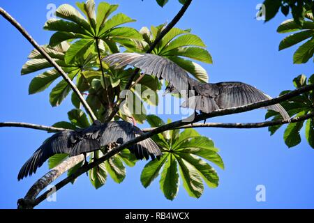 Turkey vultures drying their wings in the morning sunshine in Costa Rica Stock Photo