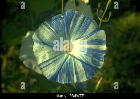 A Close Up Of A Bi-Color Blue And White Morning Glory Flower Stock Photo