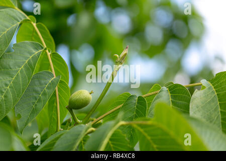 Green walnut at a tree branch with blurred background. Stock Photo