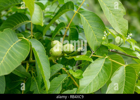 Green walnut at a tree branch with blurred background. Stock Photo