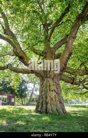 The Netherlands, Amsterdam, Leidse Bosje, Plane tree with a circumference of almost 7 metres. Stock Photo