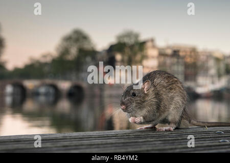 The Netherlands, Amsterdam, Brown rat (Rattus norvegicus) on jetty in Amstel River. Stock Photo