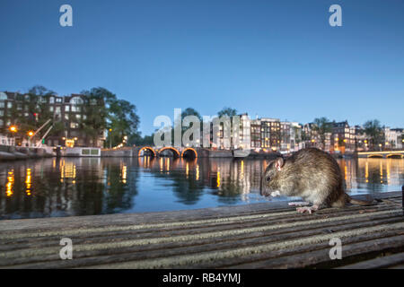 The Netherlands, Amsterdam, Brown rat (Rattus norvegicus) on jetty in Amstel River. Stock Photo