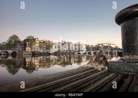 The Netherlands, Amsterdam, Brown rat (Rattus norvegicus) on jetty in Amstel River near Skinny Bridge. Stock Photo