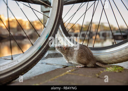 The Netherlands, Amsterdam, Brown rat (Rattus norvegicus) on bicycle near Amstel River. Stock Photo