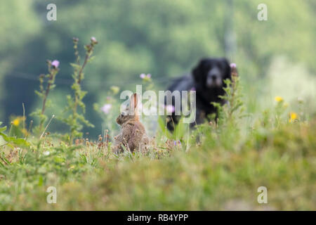 The Netherlands, Amsterdam, Diemerpark nature reserve and city park, dog and rabbit. Stock Photo