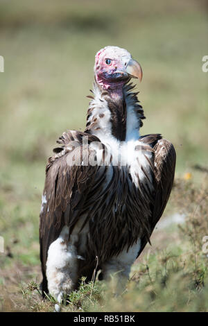 lappet faced vulture standing on the Savannah. Stock Photo