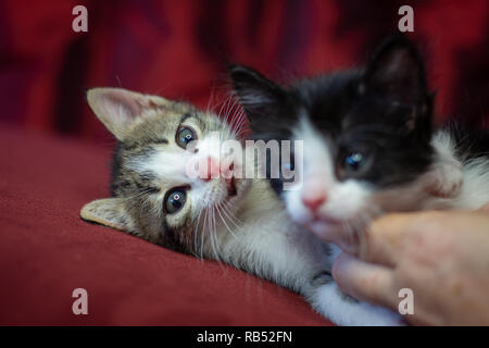 Kittens Playing Stock Photo