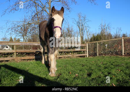 Clydesdale Filly Stock Photo