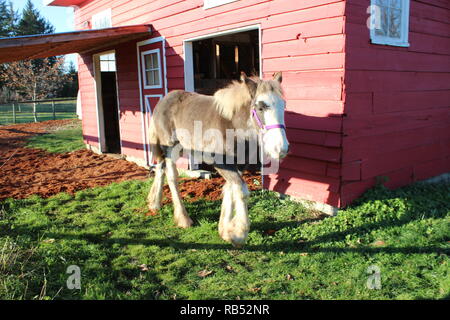 Clydesdale Filly Stock Photo