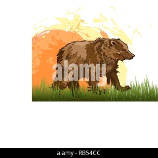 A brown bear stands on the grass against the backdrop of the rising sun. Wild animal stands on four paws. Vector illustration of terrestrial predaceou Stock Vector