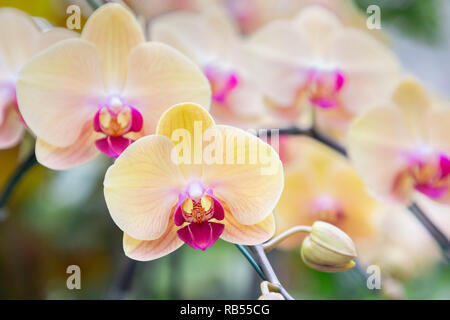 Orchid flower in orchid garden at winter or spring day for postcard beauty and agriculture idea concept design. Phalaenopsis orchid or Moth orchid. Stock Photo