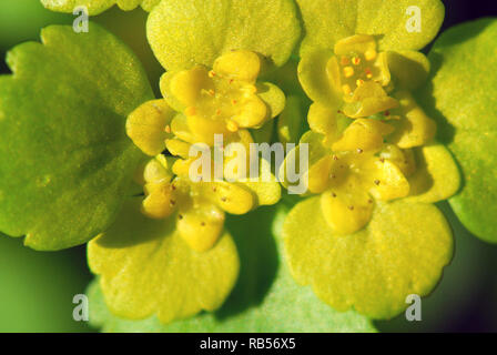alternate-leaved golden-saxifrage, Wechselblättriges Milzkraut, aranyos veselke, Chrysosplenium alternifolium Stock Photo