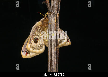 Small Emperor Moth (Saturnia pavonia) lay eggs Stock Photo