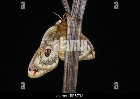 Small Emperor Moth (Saturnia pavonia) lay eggs Stock Photo