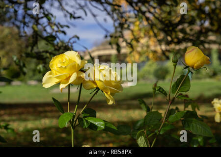 Beautiful sunlit autumn yellow Roses in the Valley Gardens, Harrogate, North Yorkshire, England, UK. Stock Photo