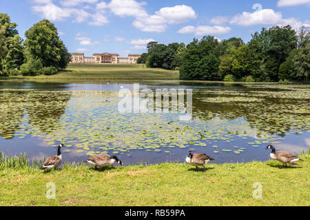 Canada geese beside the lake at Stowe House Gardens, Buckinghamshire UK Stock Photo