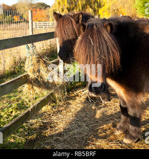 Two ponies sharing a hay net in a paddock Stock Photo