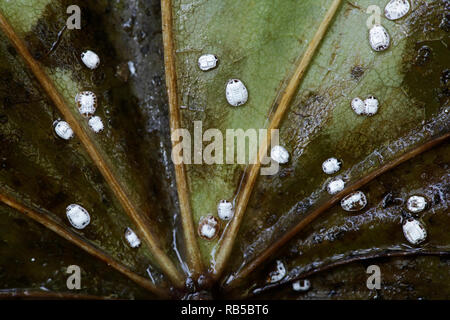 The final larval instars or pupae of whitefly, Aleurochiton aceris, preparing to winter in their cocoons or puparia Stock Photo