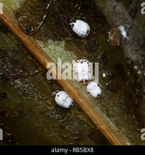 The final larval instars or pupae of whitefly, Aleurochiton aceris, preparing to winter in their cocoons or puparia Stock Photo