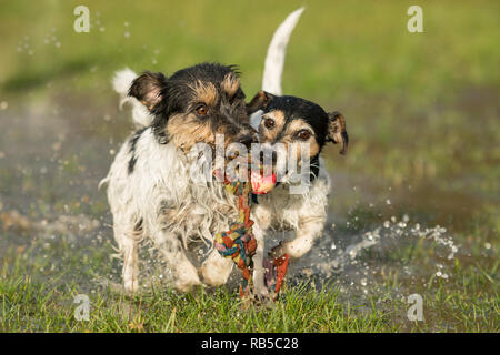 two cute dogs playing and fighting with a ball in a water puddle in the snowless winter. Jack Russell Terrier 4 and 9 years old Stock Photo