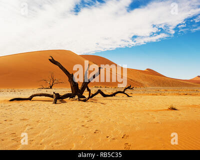 Dead Camelthorn trees and roots against red dunes and blue sky in Deadvlei, salt pan Sossusvlei. 450 year old dead trees. Namib-Naukluft National Park Stock Photo