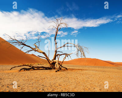 Dead Camelthorn trees and roots against red dunes and blue sky in Deadvlei, salt pan Sossusvlei. 450 year old dead trees. Namib-Naukluft National Park Stock Photo