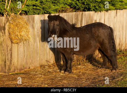 A black pony standing outdoors eating from a hay net Stock Photo