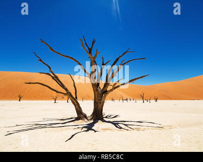 Dead Camelthorn trees and roots against red dunes and blue sky in Deadvlei, salt pan Sossusvlei. 450 year old dead trees. Namib-Naukluft National Park Stock Photo