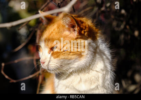 Side head shot of orange stray cat looking towards horizon while basking in morning sun Stock Photo