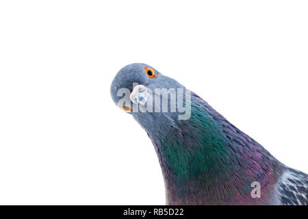 Dove interesting looks into the camera, interesting animals Stock Photo