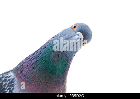 pigeon looks at the camera interestingly, interesting animals Stock Photo