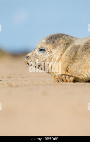 Common seal pup on Donna Nook beach in Lincolnshire, UK. Stock Photo