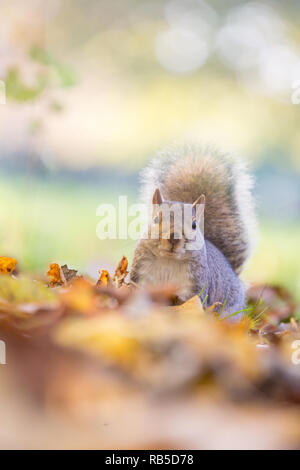 Grey squirrel in Hyde park London Stock Photo