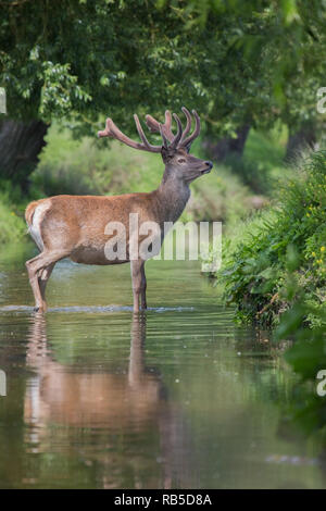 Red deer stag in Beverly Brook, Richmond Park