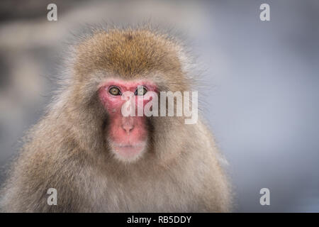 Japanese macaques enjoying a hot spring in Jigokudani Monkey Park near Nagano, Japan Stock Photo