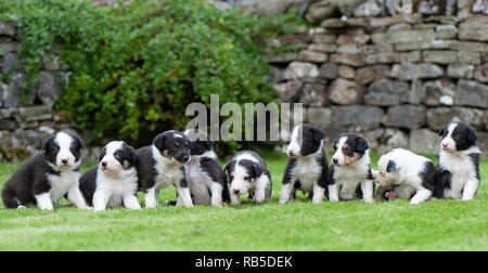 Litter of nine 5 week old sheepdog puppies on lawn. North Yorkshire, UK. Stock Photo