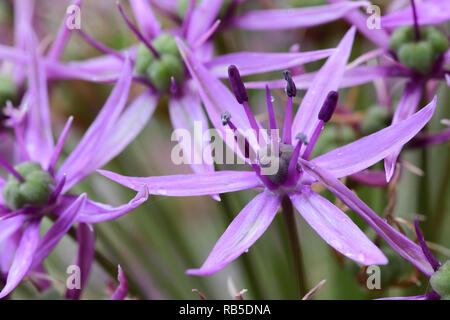 Macro shot of an allium flower Stock Photo
