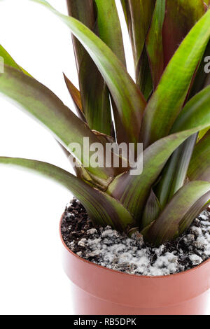 Mould  growing on a soil in the flower pot with the plant Stock Photo