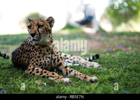 Tame Cheetah at a Farm in Namibia Stock Photo