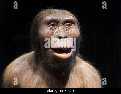 Lucy reconstruction (Australopithecus afarensis) Stock Photo